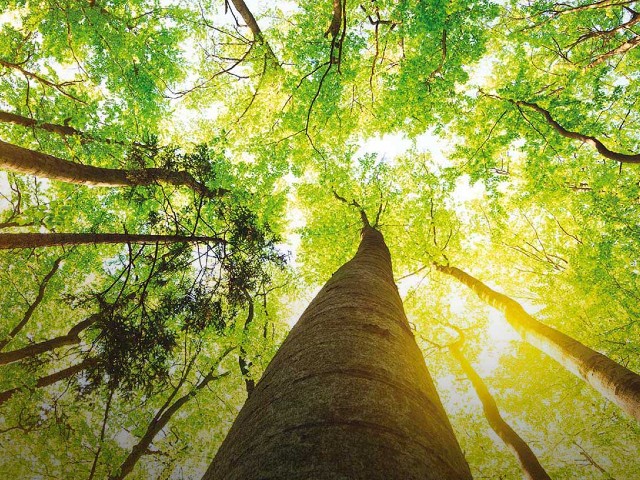 Sorveglianza e controllo delle arbovirosi nella Regione Veneto - tutte le info ed indicazioni